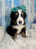 Valencia, a female Bernese Mountain Dog for sale in Concord, NC – 2 of 3
