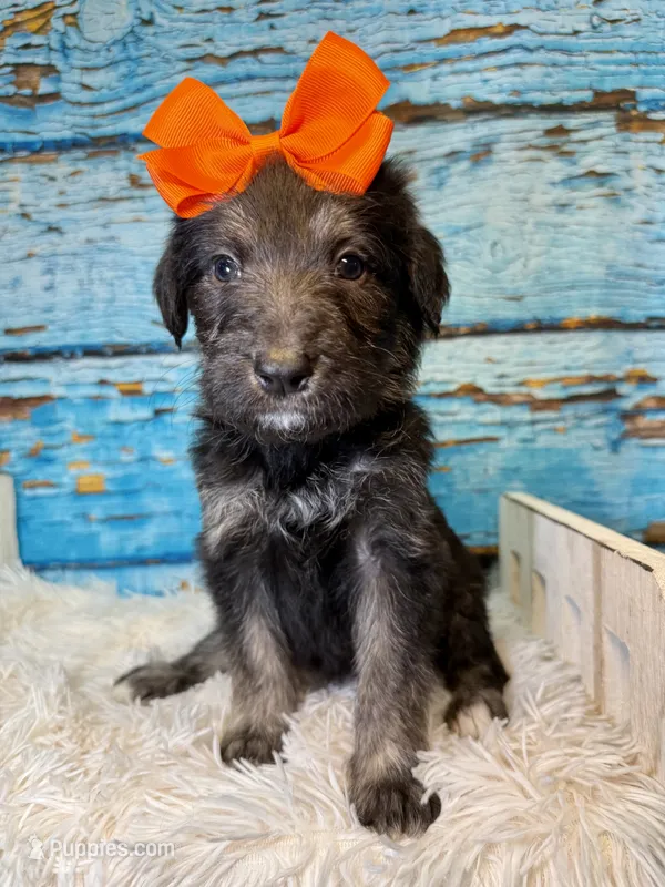 Sianna – Shepadoodle puppy for sale in Concord, NC