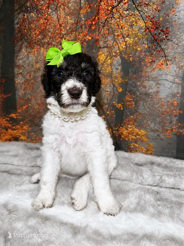 Blossom – Poodle - Standard  puppy for sale in Concord, NC