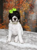 Blossom, a female Poodle - Standard  for sale in Concord, NC – 1 of 3