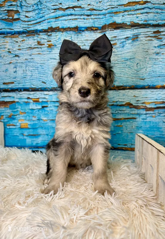 Salma – Shepadoodle puppy for sale in Concord, NC
