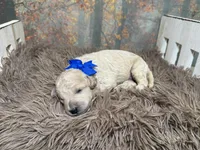 Creed, a male Miniature Goldendoodle for sale in Concord, NC – 2 of 2