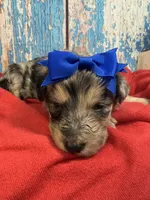 Sevyn, a female Shepadoodle for sale in Concord, NC – 3 of 4