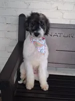 Reba, a female Miniature Bernedoodle for sale in Concord, NC – 2 of 10