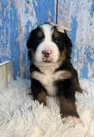 Vieanna, a female Bernese Mountain Dog for sale in Concord, NC – 2 of 3