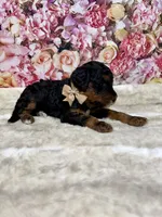 Arik, a male Poodle - Miniature  for sale in Concord, NC – 2 of 3