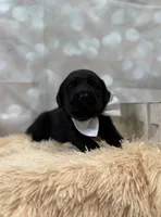 Simon, a male Labrador Retriever for sale in Concord, NC – 3 of 3