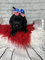 Junia, a female Labrador Retriever for sale in Concord, NC – 2 of 5