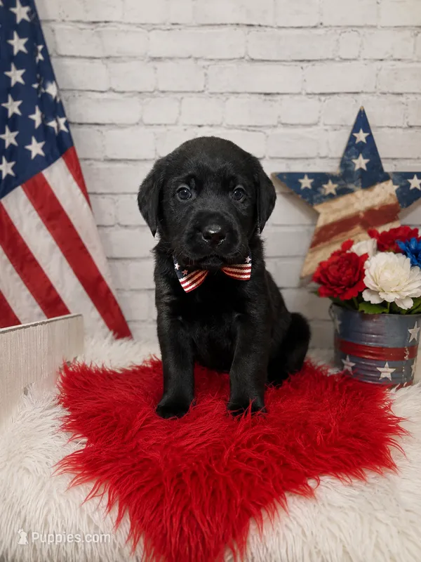 Noah – Labrador Retriever puppy for sale in Concord, NC