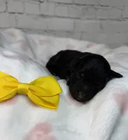 Teagan, a female Poodle - Miniature  and Shepadoodle for sale in Concord, NC – 2 of 3