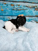 Bristol, a female Poodle - Standard  for sale in Concord, NC – 2 of 3