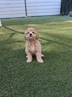 Creed, a male Miniature Goldendoodle for sale in Concord, NC – 3 of 8