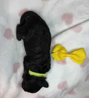 Teagan, a female Poodle - Miniature  and Shepadoodle for sale in Concord, NC – 3 of 3
