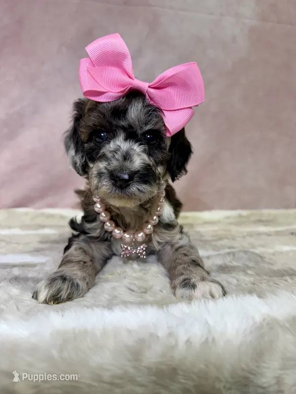 Claudia – Miniature Goldendoodle puppy for sale in Concord, NC