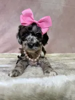 Claudia, a female Miniature Goldendoodle for sale in Concord, NC – 1 of 4