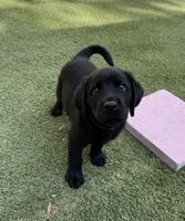 Noah, a male Labrador Retriever for sale in Concord, NC – 3 of 7