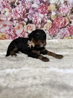 Arik, a male Poodle - Miniature  for sale in Concord, NC – 3 of 3