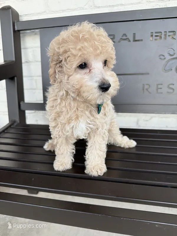 Creed – Miniature Goldendoodle puppy for sale in Concord, NC