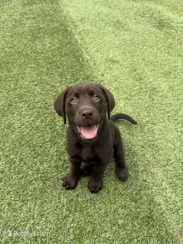 Micah – Labrador Retriever puppy for sale in Concord, NC
