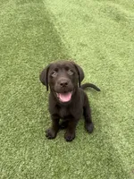 Micah, a male Labrador Retriever for sale in Concord, NC – 1 of 7