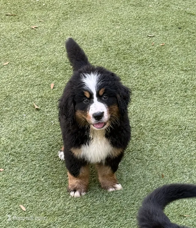 Valencia – Bernese Mountain Dog puppy for sale in Concord, NC