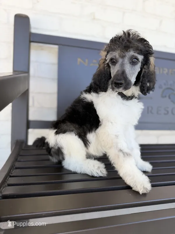 Belen – Poodle - Standard  puppy for sale in Concord, NC