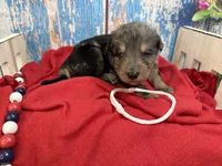 Silas, a male Shepadoodle for sale in Concord, NC – 1 of 3