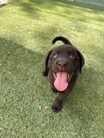 Micah, a male Labrador Retriever for sale in Concord, NC – 3 of 7