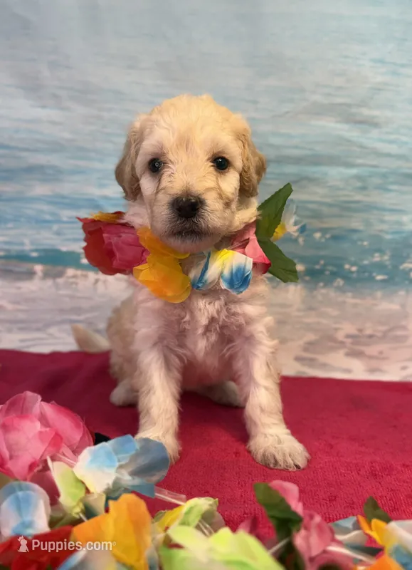 Reina – Miniature Bernedoodle puppy for sale in Concord, NC