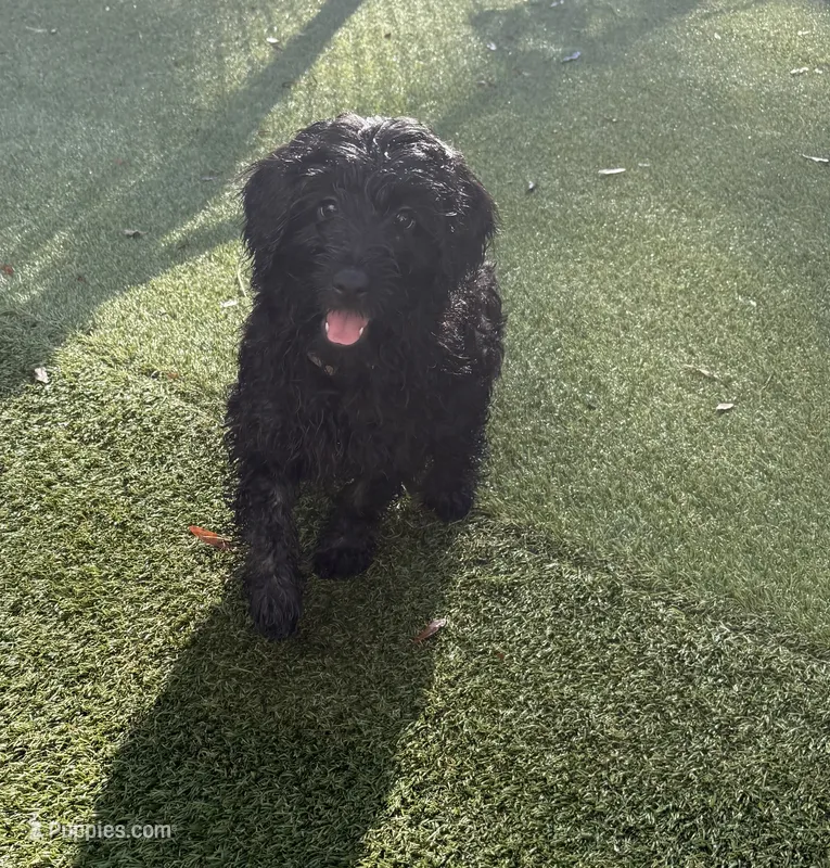 Tatum – Poodle - Miniature , Shepadoodle puppy for sale in Concord, NC
