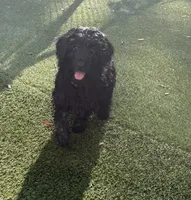 Tatum, a male Poodle - Miniature  and Shepadoodle for sale in Concord, NC – 2 of 8