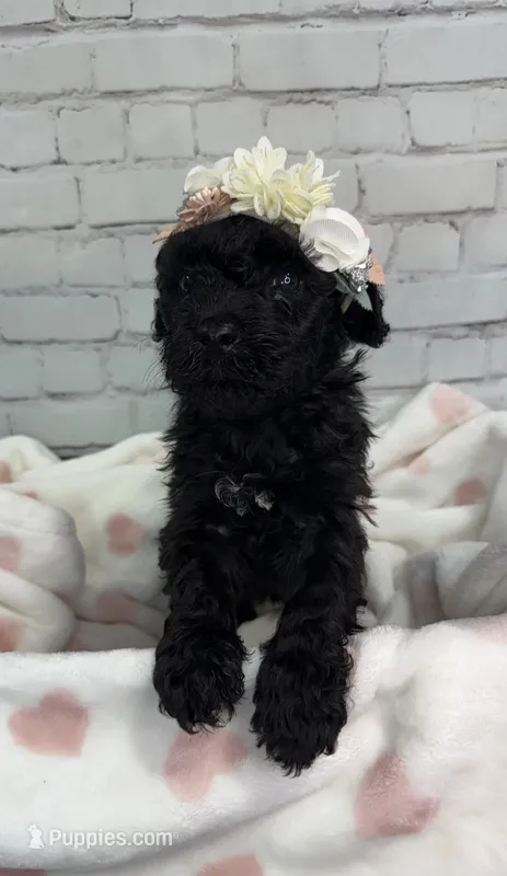 Raven – Miniature Bernedoodle puppy for sale in Concord, NC