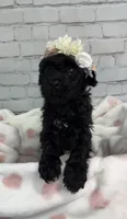 Raven, a female Miniature Bernedoodle for sale in Concord, NC – 2 of 8