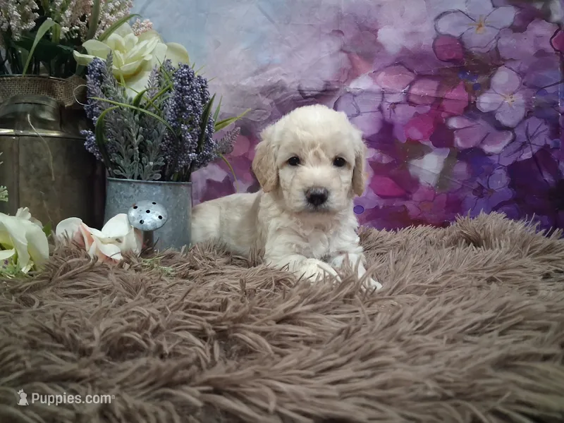 Celeste – Miniature Goldendoodle puppy for sale in Concord, NC
