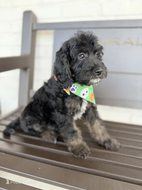 Callum – Miniature Goldendoodle puppy for sale in Concord, NC