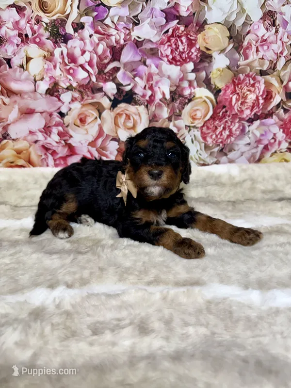 Arik – Poodle - Miniature  puppy for sale in Concord, NC