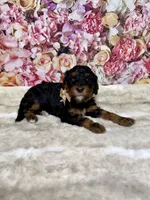Arik, a male Poodle - Miniature  for sale in Concord, NC – 1 of 3