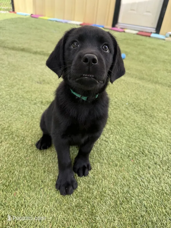 Junia – Labrador Retriever puppy for sale in Concord, NC