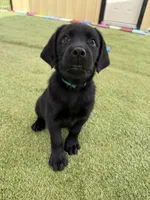 Junia, a female Labrador Retriever for sale in Concord, NC – 1 of 10