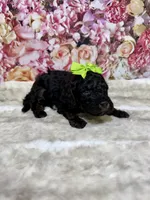 Aria, a female Poodle - Miniature  for sale in Concord, NC – 2 of 2