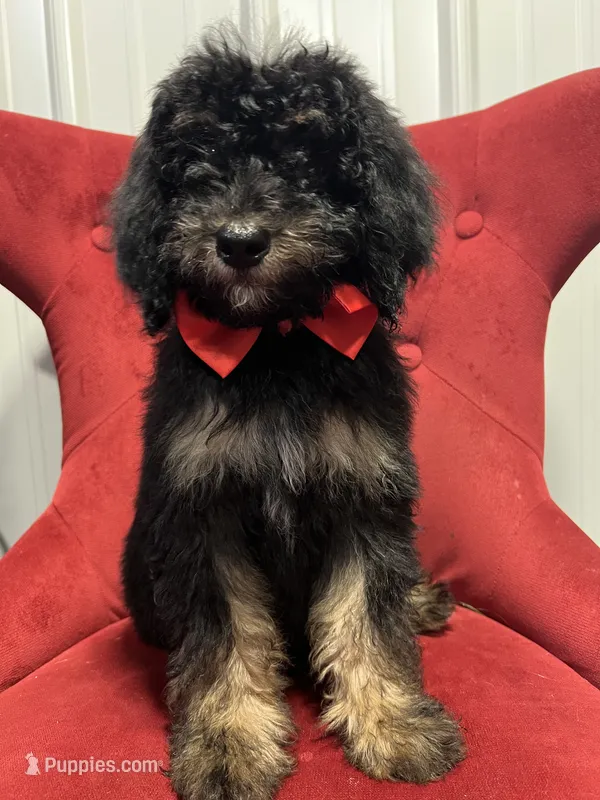 Adyen – Poodle - Miniature  puppy for sale in Concord, NC