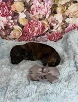 Rosa, a female Miniature Bernedoodle for sale in Concord, NC – Photo 2 of 3