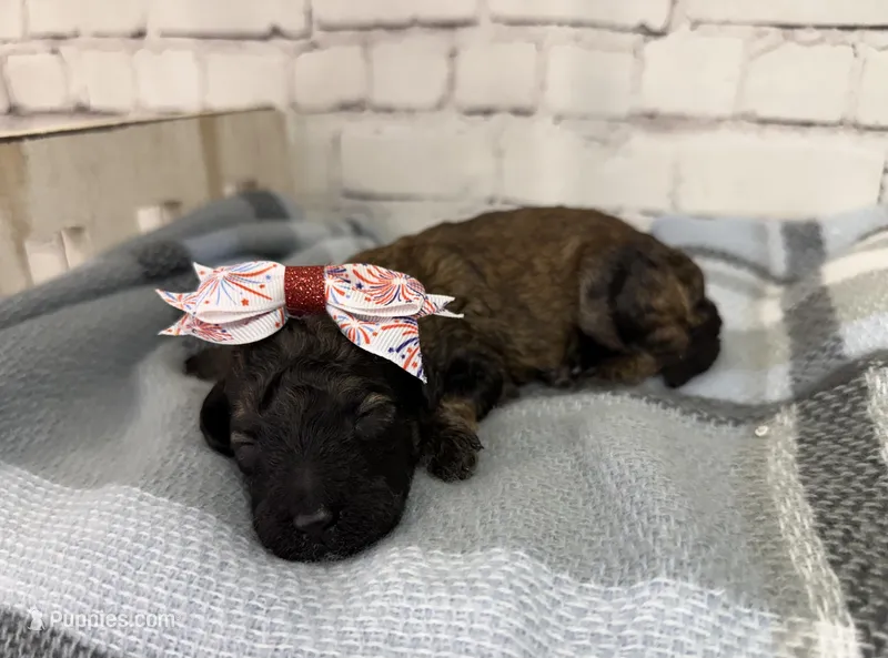 Rosa – Miniature Bernedoodle puppy for sale in Concord, NC