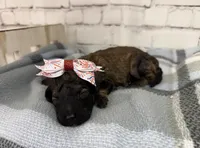 Rosa, a female Miniature Bernedoodle for sale in Concord, NC – Photo 1 of 3