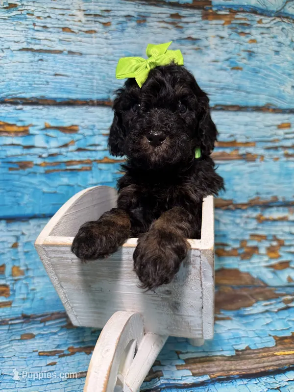 Aria – Poodle - Miniature  puppy for sale in Concord, NC