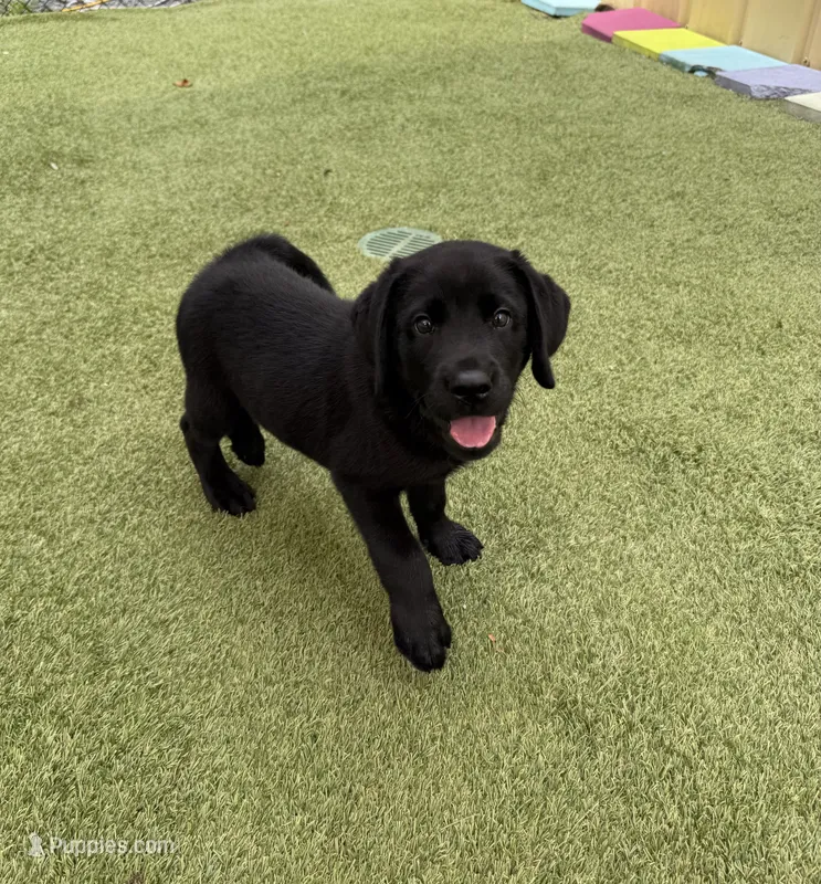 Noah – Labrador Retriever puppy for sale in Concord, NC
