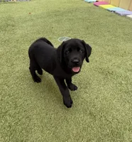 Noah, a male Labrador Retriever for sale in Concord, NC – 2 of 7