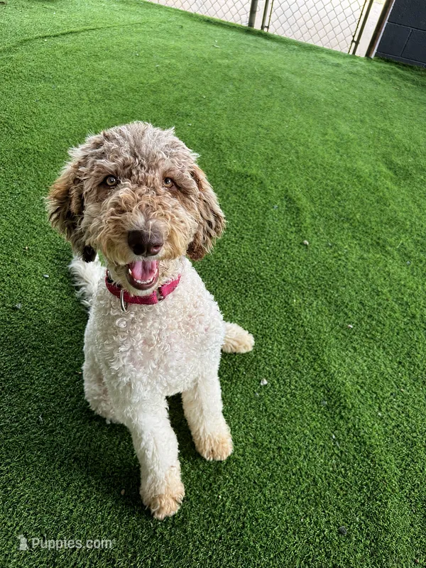Tess – Shepadoodle puppy for sale in Concord, NC