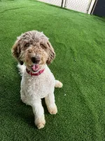 Tess, a female Shepadoodle for sale in Concord, NC – 1 of 3
