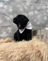 Simon, a male Labrador Retriever for sale in Concord, NC – 2 of 3